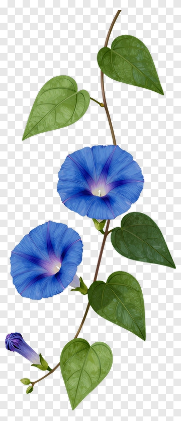 Blue Morning Glory Flower With Green Leaves PNG