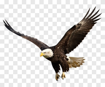Bald Eagle In Flight PNG