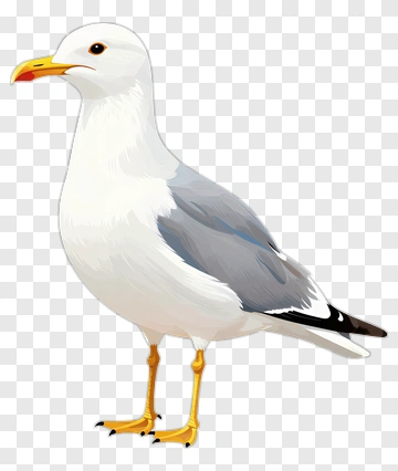 Seagull Standing On A Surface PNG
