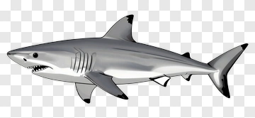 3D Shark PNG