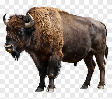 Bison Standing In Profile PNG