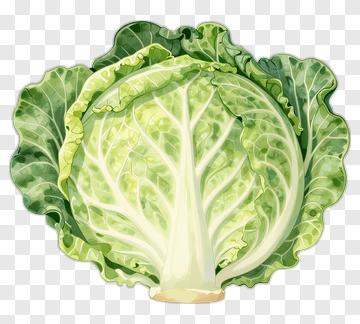Fresh Green Cabbage PNG