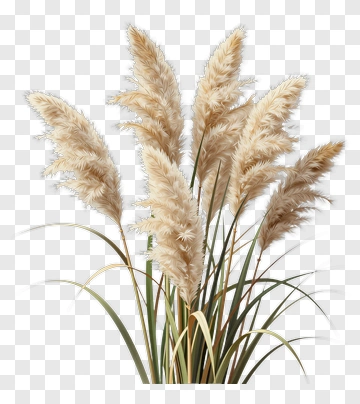 Pampas Grass Arrangement PNG