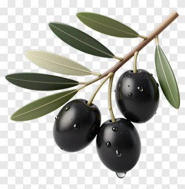 Realistic Olive Branch With Black Olives PNG