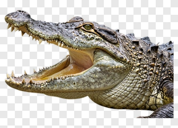 Crocodile With Open Mouth PNG