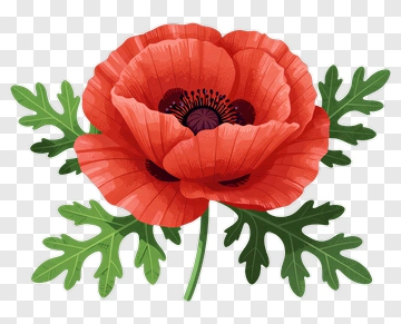 Red Poppy Flower With Green Leaves PNG