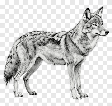 Realistic Wolf Illustration PNG