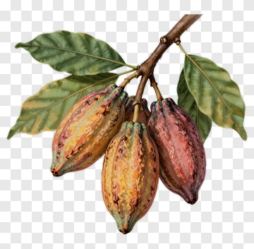 Cacao Pods With Leaves PNG