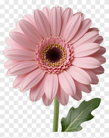 Pink Flower With Green Leaf PNG