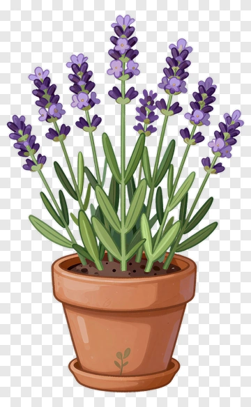 Lavender Plant In A Pot PNG