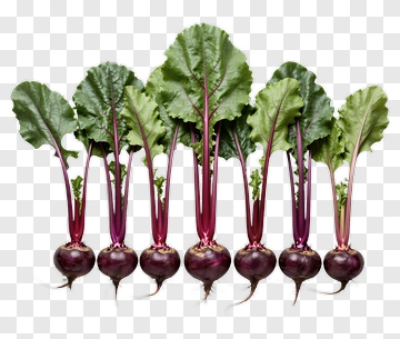 Fresh Purple Turnips With Green Leaves PNG