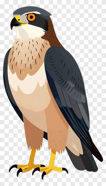 Cartoon Falcon Standing Proudly PNG