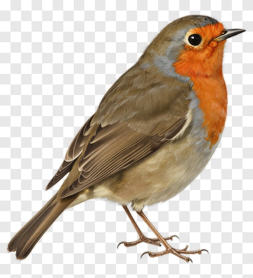European Robin PNG
