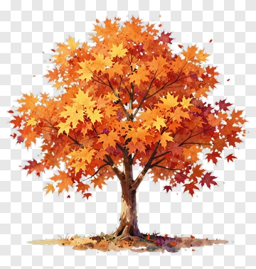 Colorful Maple Tree In Autumn PNG