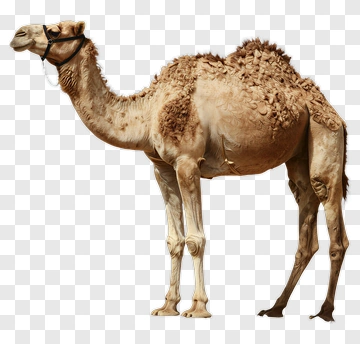 Camel Standing In Profile PNG