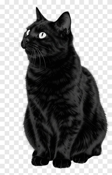 Black Cat Sitting And Looking Up PNG