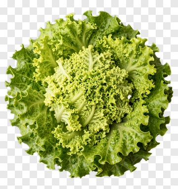 Fresh Green Lettuce PNG