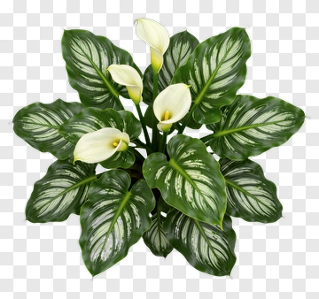 Peace Lily Plant With Green Leaves And White Flowers PNG