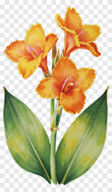 Colorful Orchid Flower With Green Leaves PNG