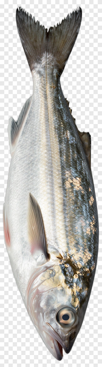 Realistic Fish PNG