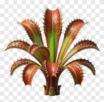 Colorful Venus Flytrap Plant PNG