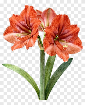 Red Amaryllis Flower PNG
