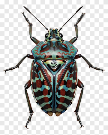 Colorful Beetle With Intricate Patterns PNG