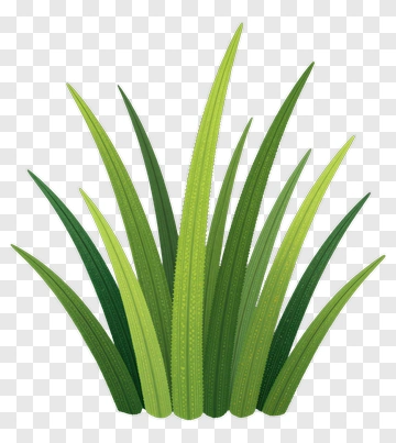 Green Grass PNG
