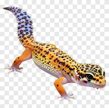 Leopard Gecko PNG