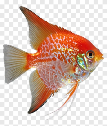 Colorful Fish With Striking Patterns PNG