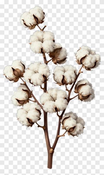 Cotton Plant Branch With White Bolls PNG