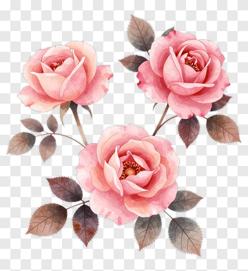 Watercolor Pink Roses PNG