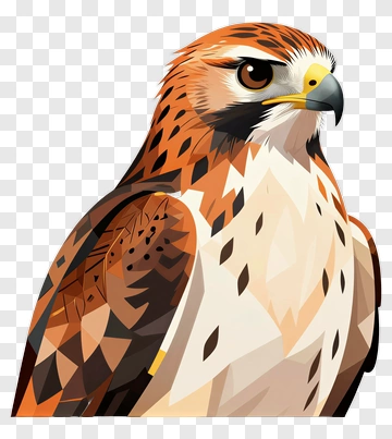 Illustration Of A Hawk PNG