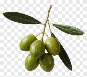 Green Olive Branch With Leaves PNG