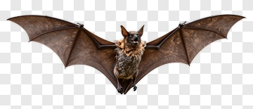 Bat With Outstretched Wings PNG