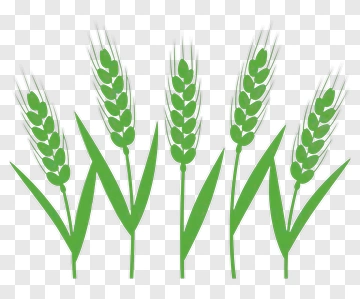Green Wheat Stalks PNG