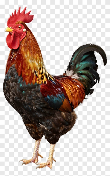 Colorful Rooster PNG