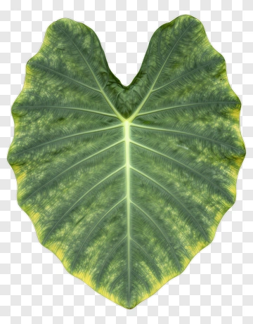 Green Heart-Shaped Leaf PNG