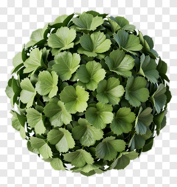 Green Leafy Plant PNG