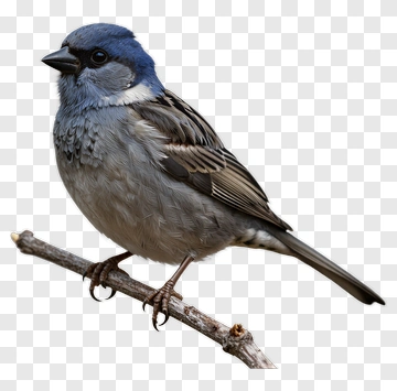 Blue Bird Perched On A Branch PNG