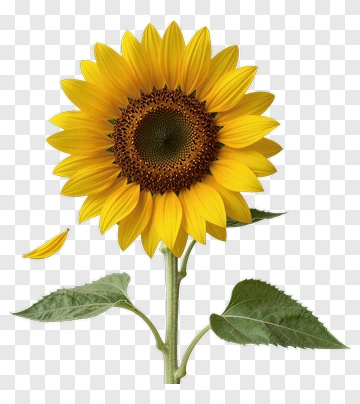 Sunflower With Green Leaves PNG