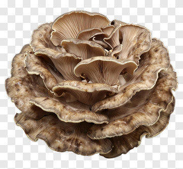 Mushroom With Layered Caps PNG