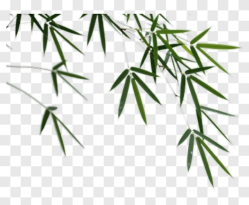 Bamboo Leaves PNG