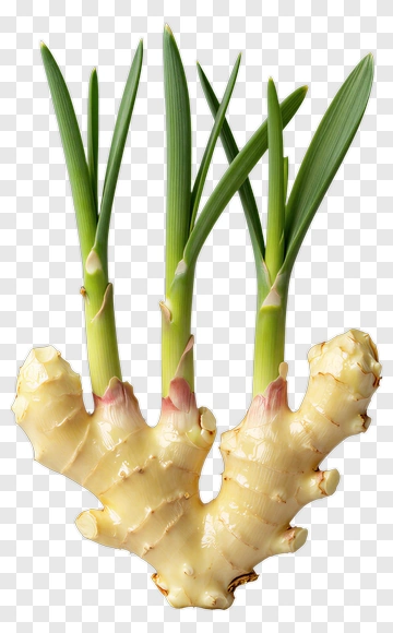 Fresh Ginger Root With Green Shoots PNG