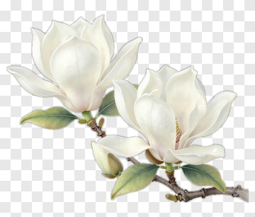 White Magnolia Flowers PNG