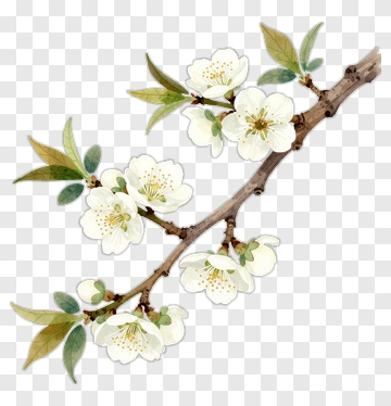 White Blossom Branch PNG