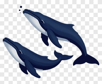Cartoon Whales Swimming Together PNG