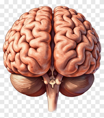 Detailed Human Brain Illustration PNG
