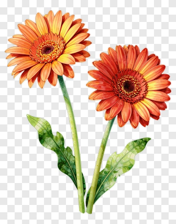 Colorful Gerbera Daisies PNG