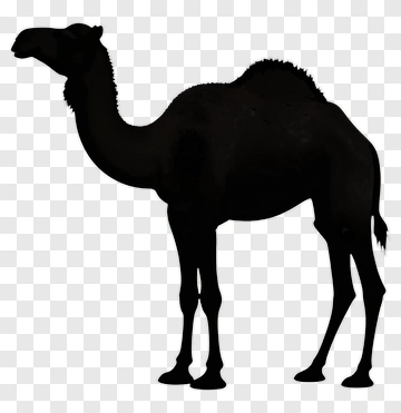 Camel Silhouette PNG